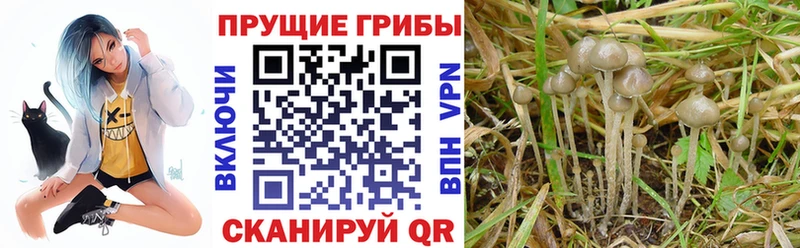 цена наркотик  Махачкала  Псилоцибиновые грибы MAGIC MUSHROOMS 